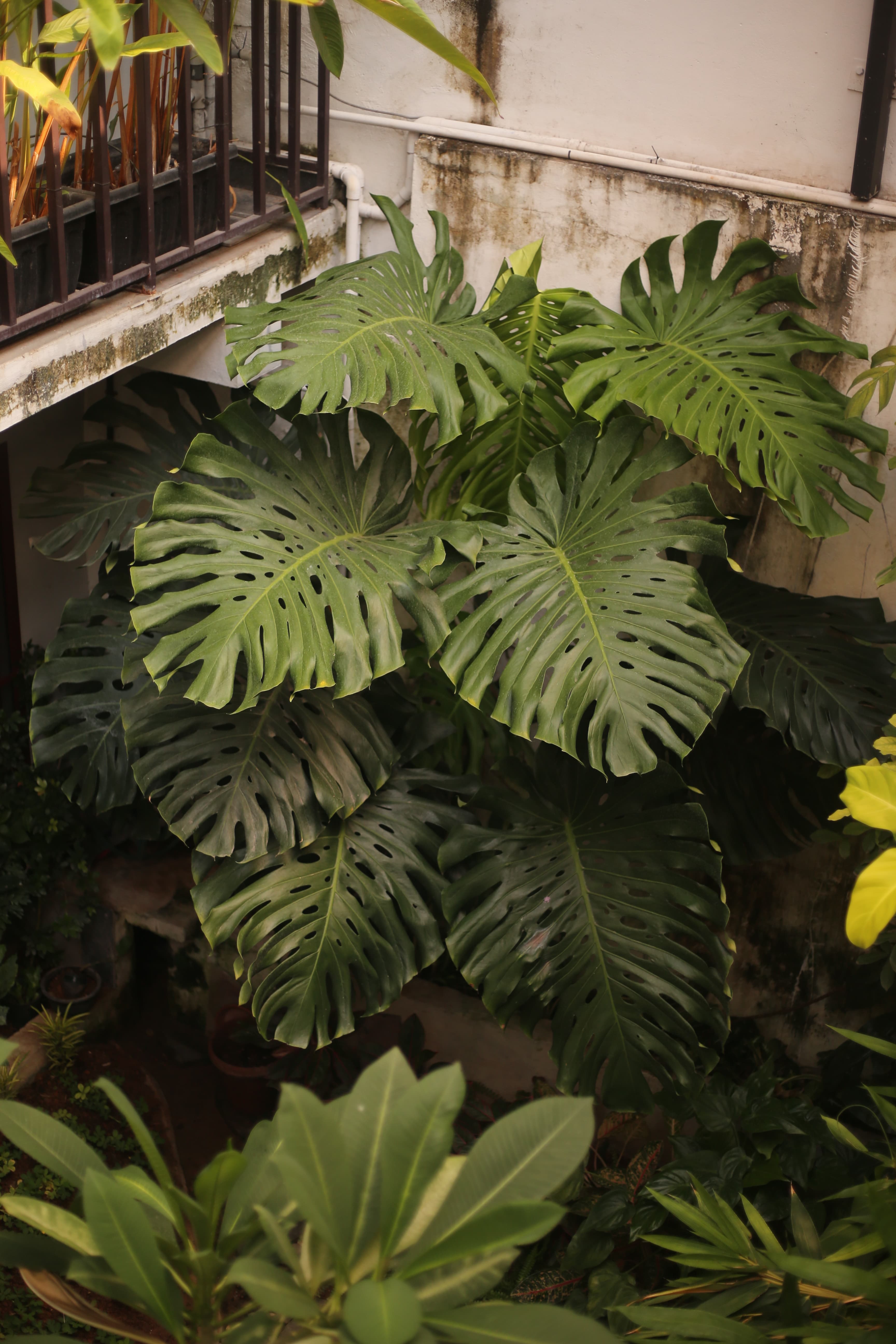 Garden Sanctuary - Image 4